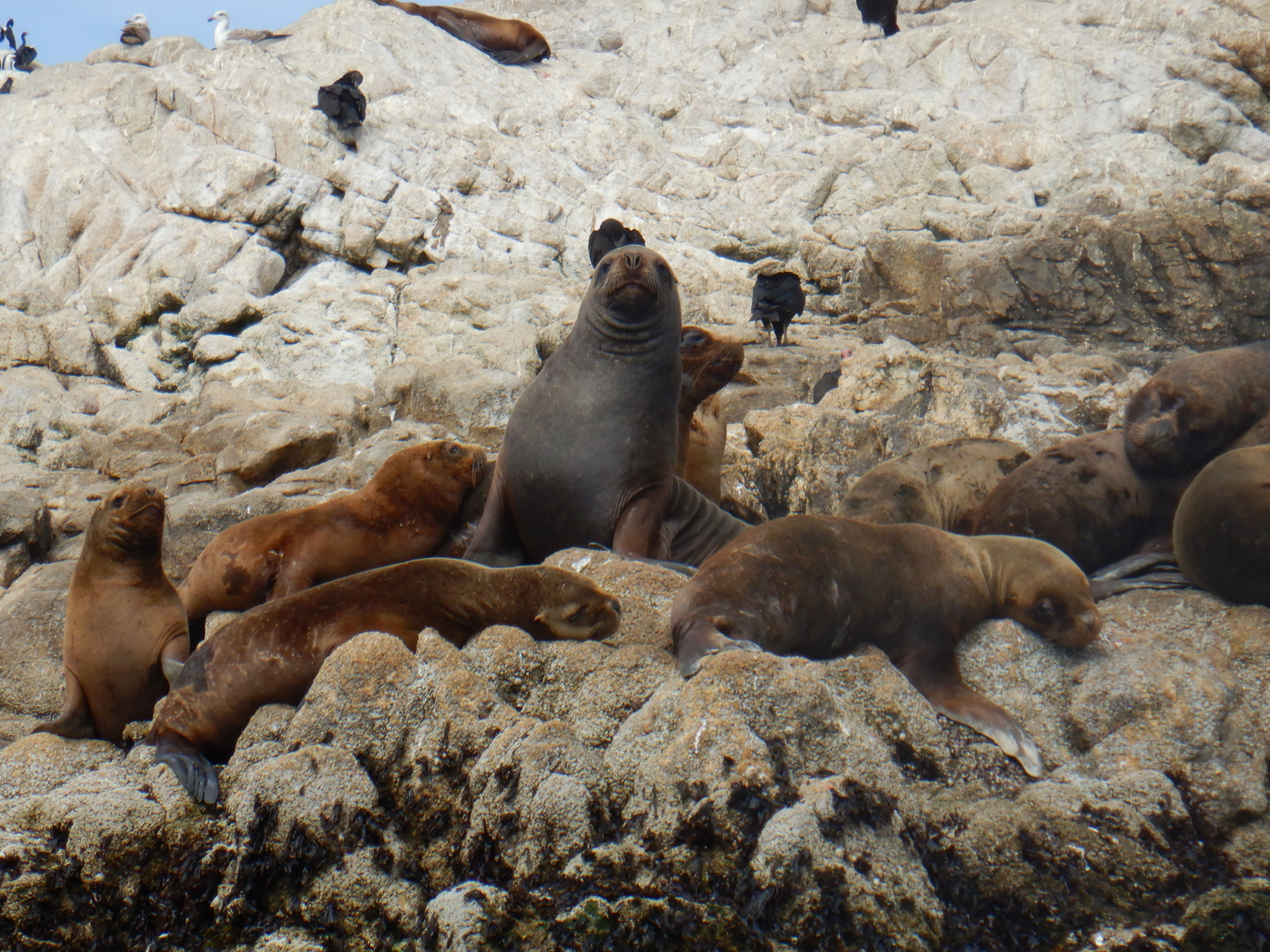 Comunicado científico - La caza de lobos marinos no resolverá las interacciones con las pesquerías