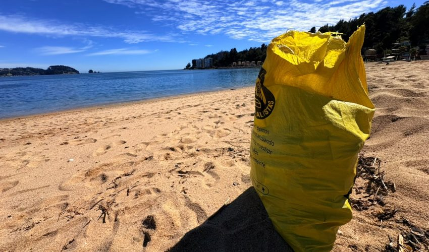 Más que arena, sol y recreación: las playas son un refugio de vida que nuestra presencia amenaza